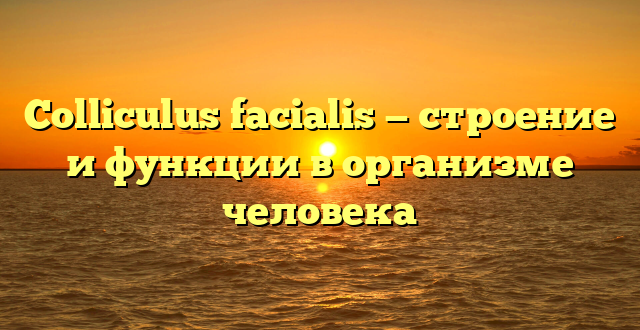 Colliculus facialis — строение и функции в организме человека