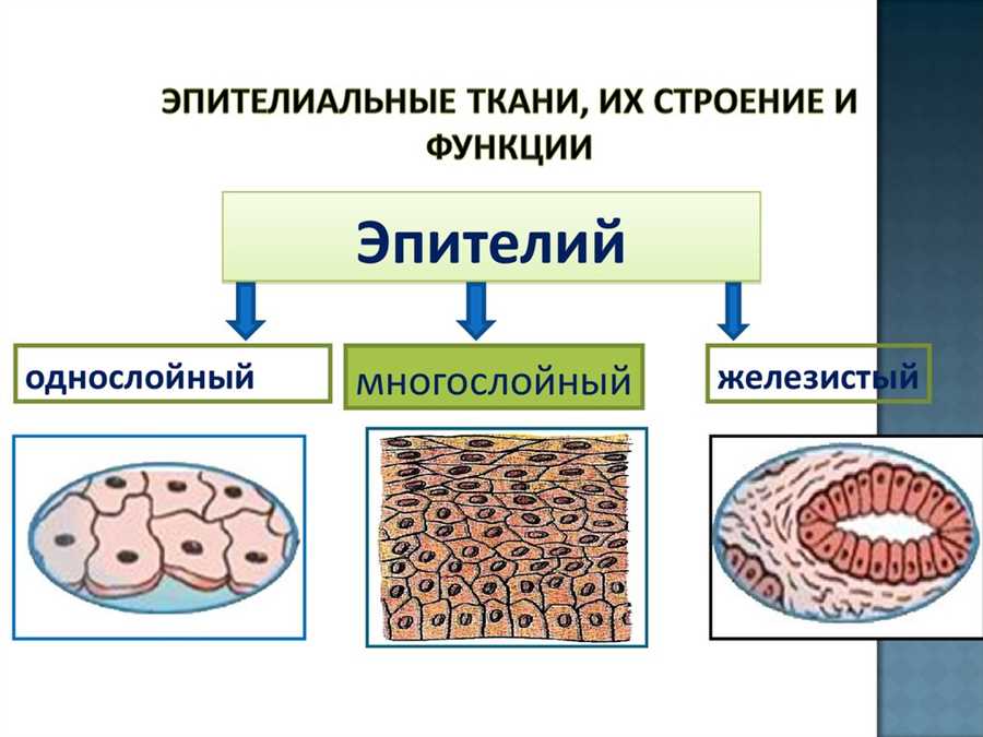 Структура