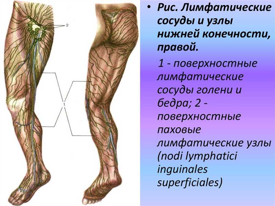 Анатомия