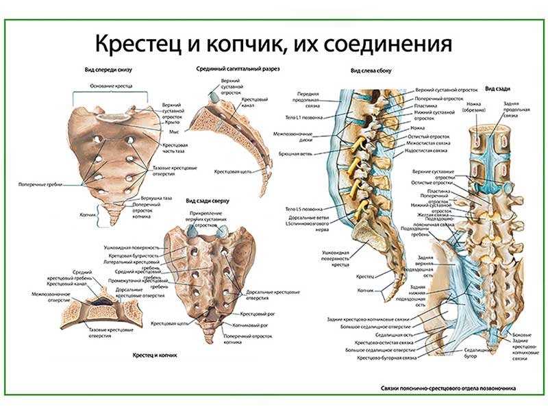 Копчиковые