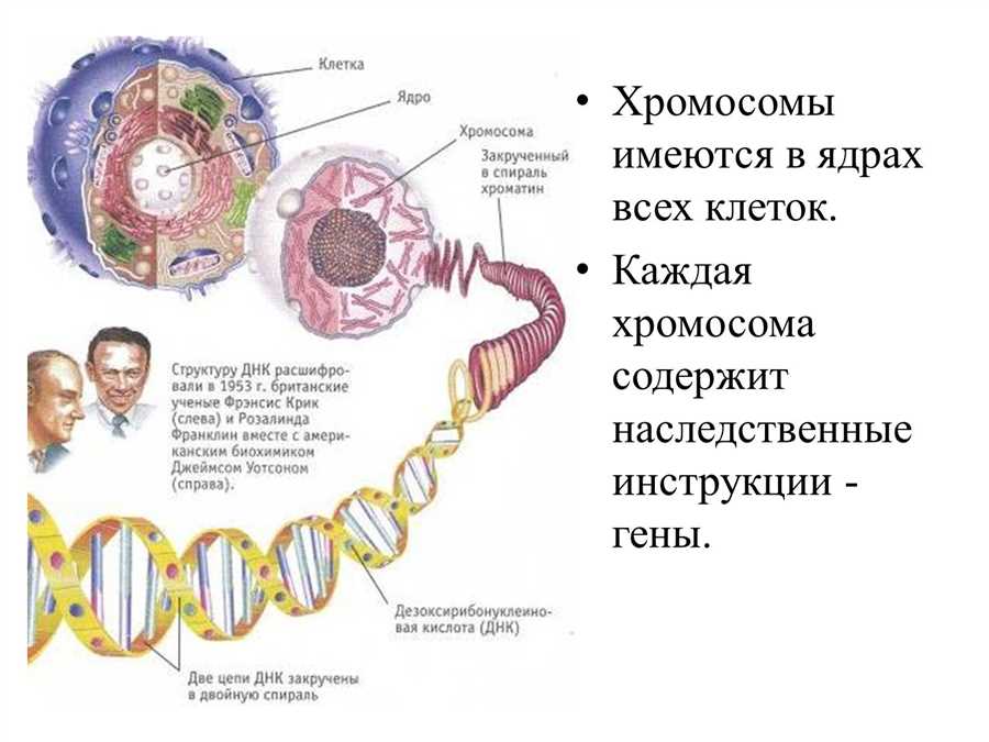 Хромосомы