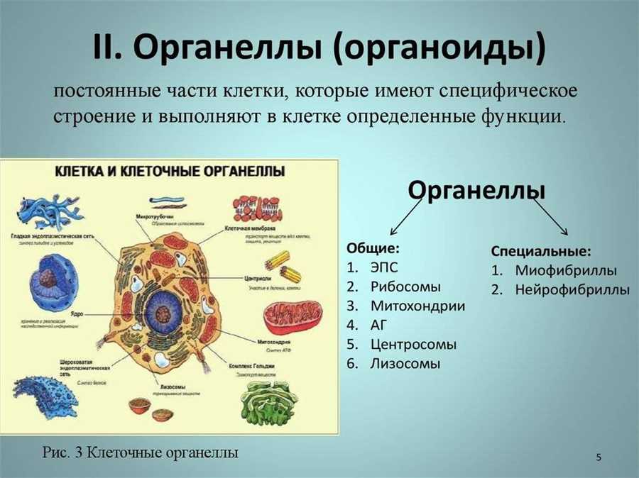 Рибосомы