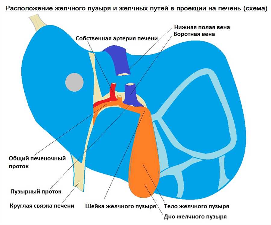 Строение ворот печени. Печень схема. Анатомические образования расположенные в воротах печени.