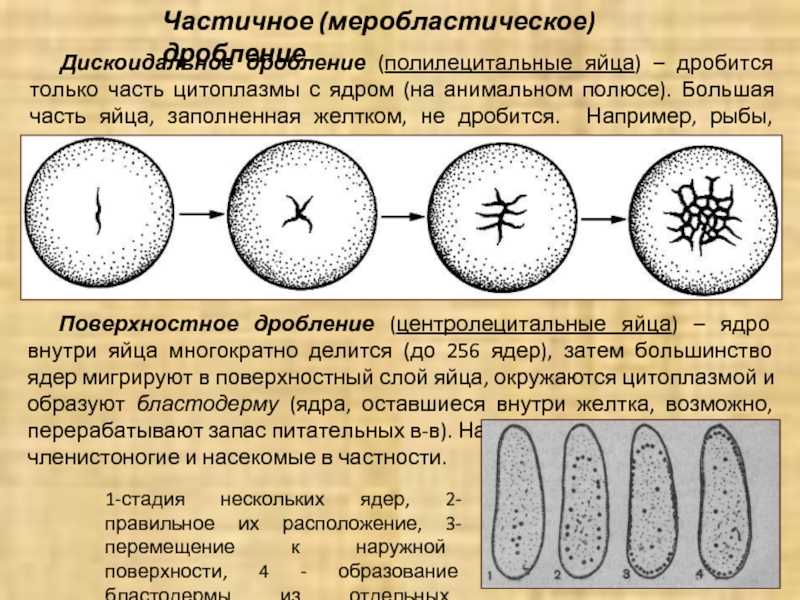 Преимущества