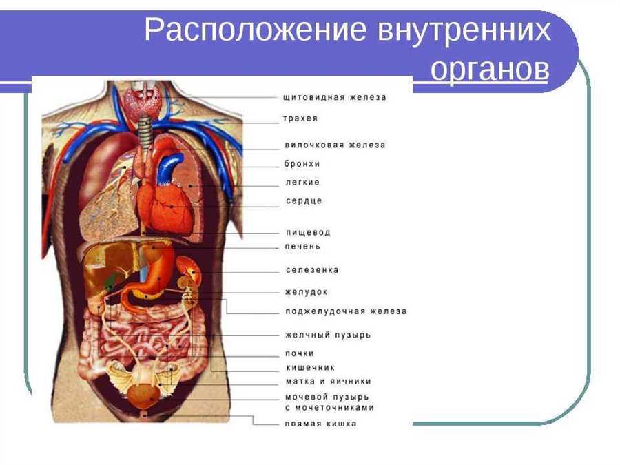 Органы