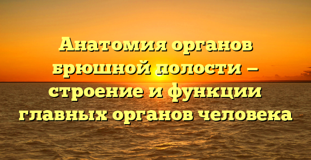 Анатомия органов брюшной полости — строение и функции главных органов человека