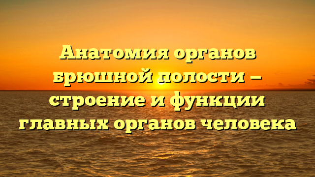 Анатомия органов брюшной полости — строение и функции главных органов человека