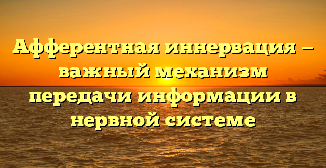 Афферентная иннервация — важный механизм передачи информации в нервной системе