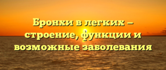 Бронхи в легких — строение, функции и возможные заболевания