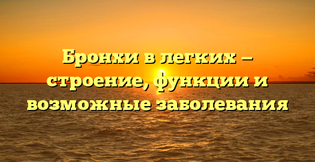 Бронхи в легких — строение, функции и возможные заболевания