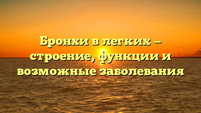 Бронхи в легких — строение, функции и возможные заболевания