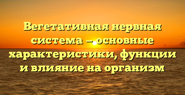 Вегетативная нервная система — основные характеристики, функции и влияние на организм