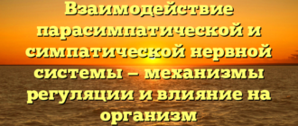 Взаимодействие парасимпатической и симпатической нервной системы — механизмы регуляции и влияние на организм