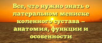 Все, что нужно знать о латеральном мениске коленного сустава — анатомия, функции и особенности