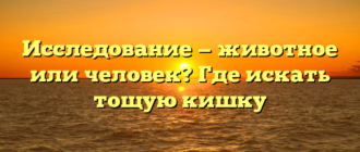 Исследование — животное или человек? Где искать тощую кишку