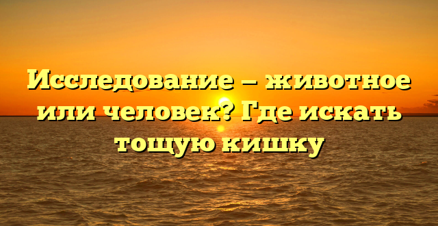 Исследование — животное или человек? Где искать тощую кишку