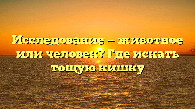 Исследование — животное или человек? Где искать тощую кишку