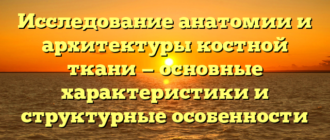 Исследование анатомии и архитектуры костной ткани — основные характеристики и структурные особенности