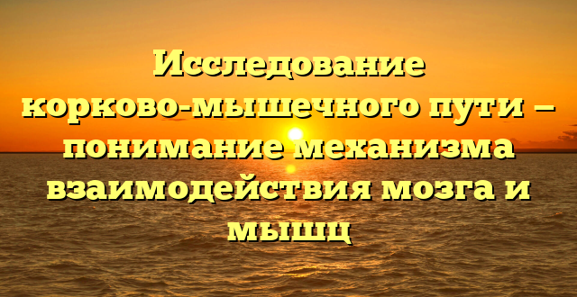 Исследование корково-мышечного пути — понимание механизма взаимодействия мозга и мышц