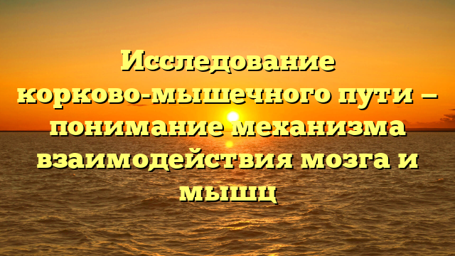 Исследование корково-мышечного пути — понимание механизма взаимодействия мозга и мышц