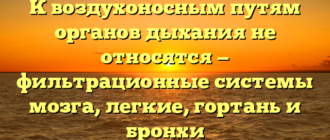 К воздухоносным путям органов дыхания не относятся — фильтрационные системы мозга, легкие, гортань и бронхи