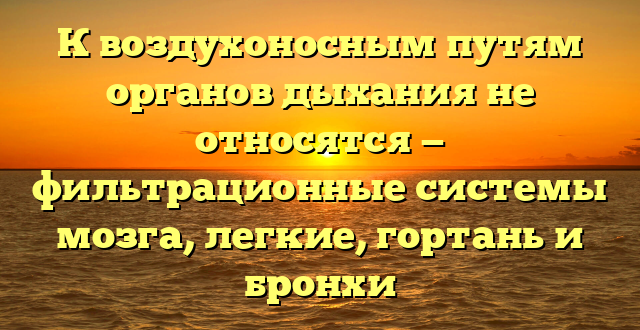 К воздухоносным путям органов дыхания не относятся — фильтрационные системы мозга, легкие, гортань и бронхи