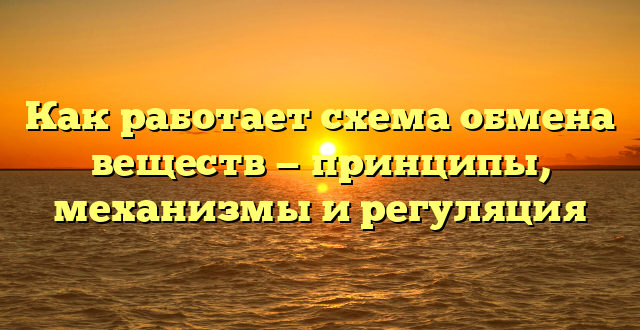 Как работает схема обмена веществ — принципы, механизмы и регуляция