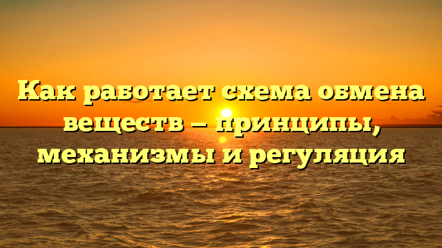 Как работает схема обмена веществ — принципы, механизмы и регуляция