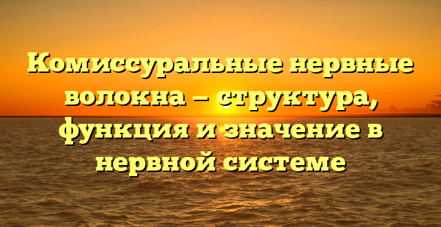 Комиссуральные нервные волокна — структура, функция и значение в нервной системе