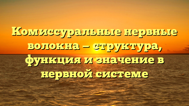 Комиссуральные нервные волокна — структура, функция и значение в нервной системе