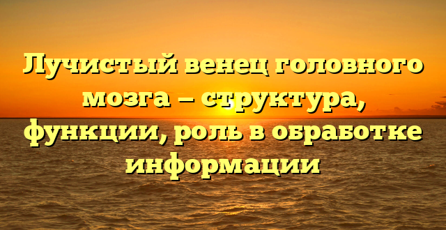 Лучистый венец головного мозга — структура, функции, роль в обработке информации