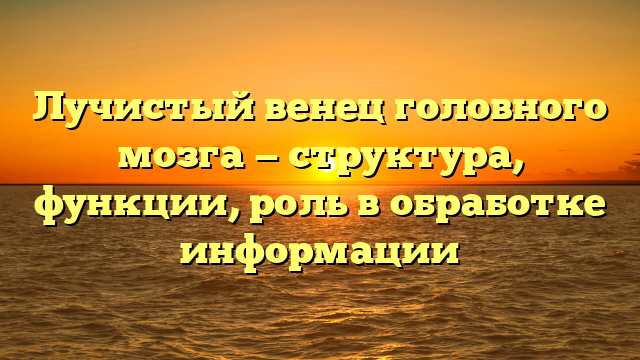 Лучистый венец головного мозга — структура, функции, роль в обработке информации