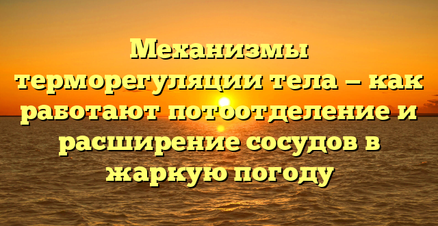 Механизмы терморегуляции тела — как работают потоотделение и расширение сосудов в жаркую погоду