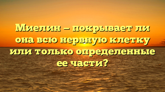 Миелин — покрывает ли она всю нервную клетку или только определенные ее части?