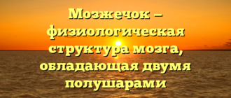 Мозжечок — физиологическая структура мозга, обладающая двумя полушарами