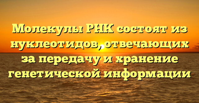 Молекулы РНК состоят из нуклеотидов, отвечающих за передачу и хранение генетической информации