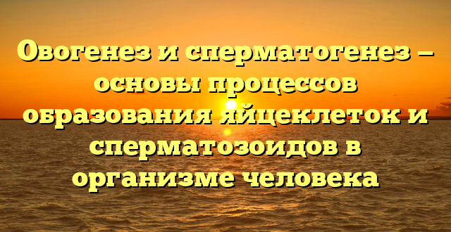 Овогенез и сперматогенез — основы процессов образования яйцеклеток и сперматозоидов в организме человека