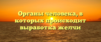 Органы человека, в которых происходит выработка желчи