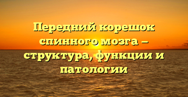 Передний корешок спинного мозга — структура, функции и патологии