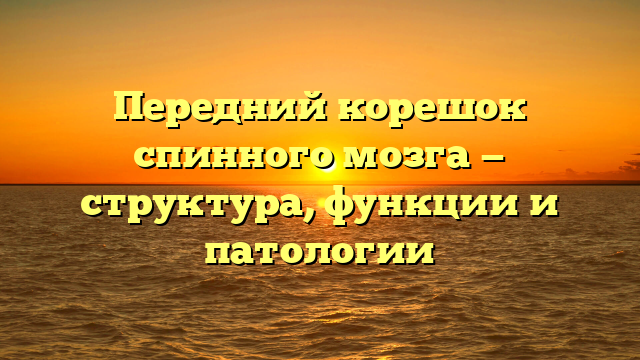 Передний корешок спинного мозга — структура, функции и патологии