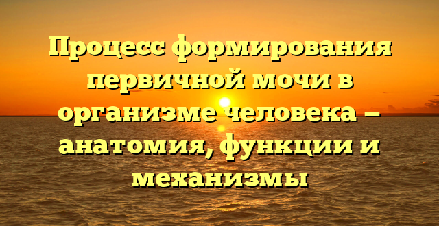 Процесс формирования первичной мочи в организме человека — анатомия, функции и механизмы