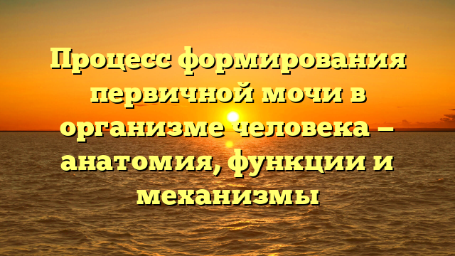 Процесс формирования первичной мочи в организме человека — анатомия, функции и механизмы