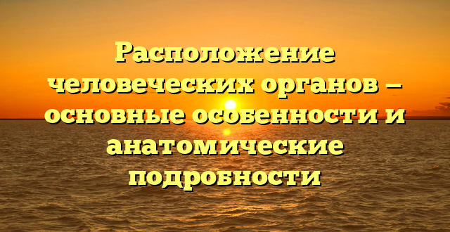 Расположение человеческих органов — основные особенности и анатомические подробности