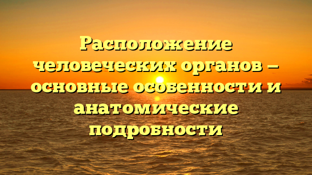 Расположение человеческих органов — основные особенности и анатомические подробности