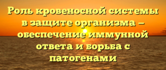 Роль кровеносной системы в защите организма — обеспечение иммунной ответа и борьба с патогенами