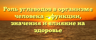 Роль углеводов в организме человека — функции, значения и влияние на здоровье