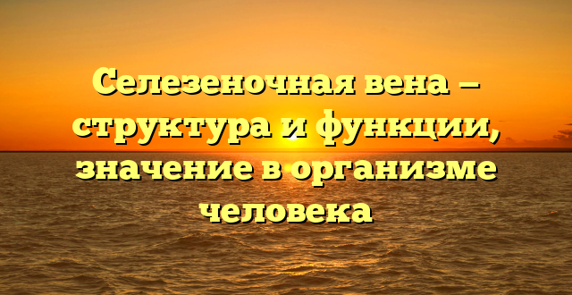 Селезеночная вена — структура и функции, значение в организме человека