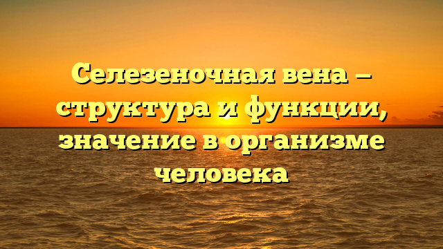 Селезеночная вена — структура и функции, значение в организме человека