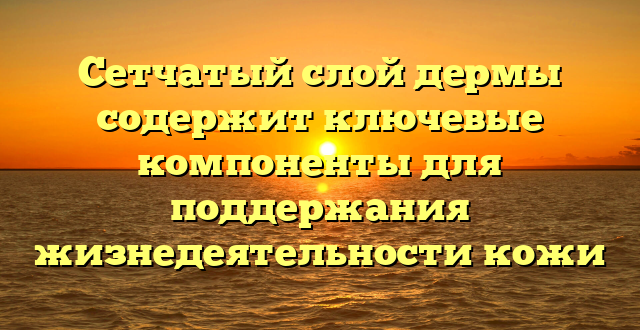 Сетчатый слой дермы содержит ключевые компоненты для поддержания жизнедеятельности кожи