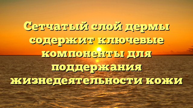 Сетчатый слой дермы содержит ключевые компоненты для поддержания жизнедеятельности кожи